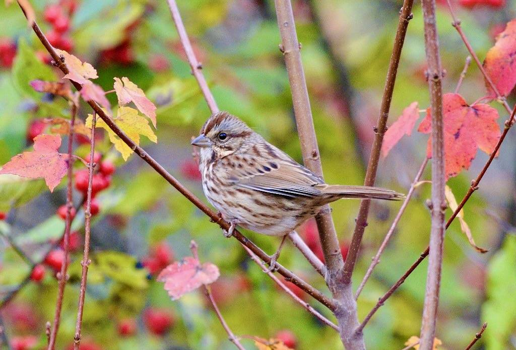 Photo of the Week - Song sparrow (MA) by U. S. Fish and Wildlife Service - Northeast Region is marked with CC PDM 1.0.